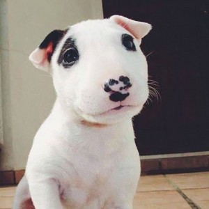 Create meme: bull Terrier, bull Terrier puppies, Bulterier