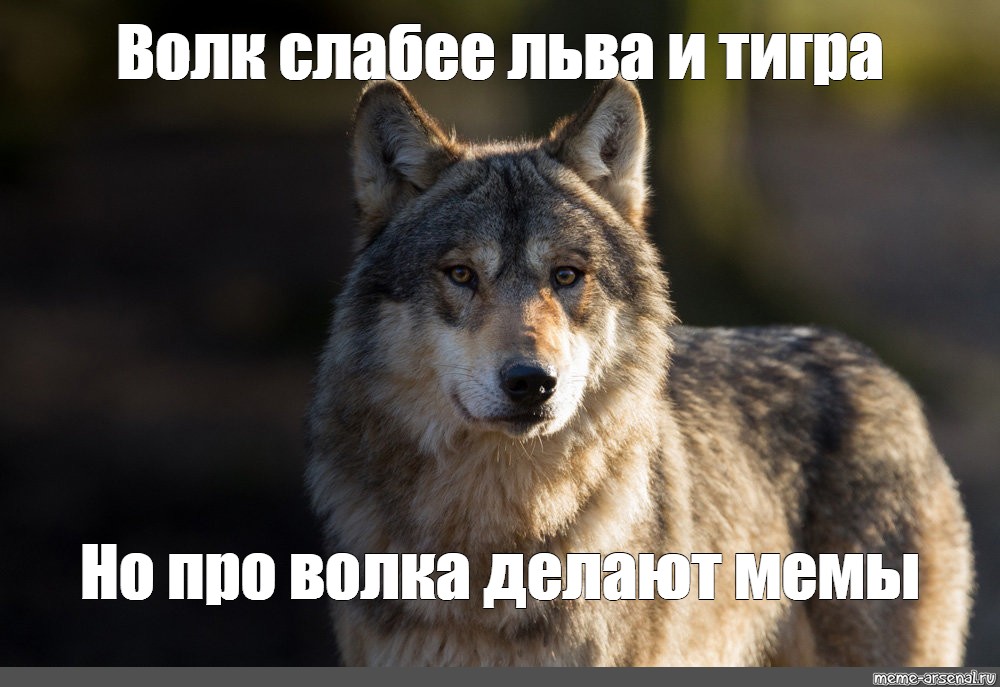 Пародия на волк. Волк Мем. Мемы про Волков. Шутки про волка. Воля Мем.