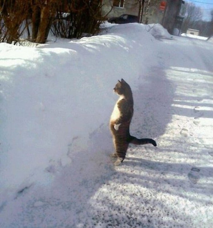 Создать мем: где весна, забавные животные, кот в снегу мем
