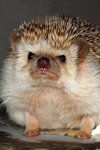 Create meme: pictures mood evil hedgehog, pet hedgehog picture, African hedgehog