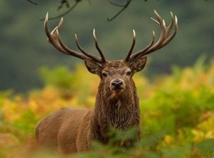 Create meme: Altai maral, deer, maral