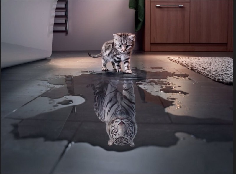 Создать мем: водяной тигр 2022, тигр злой, тигра кот