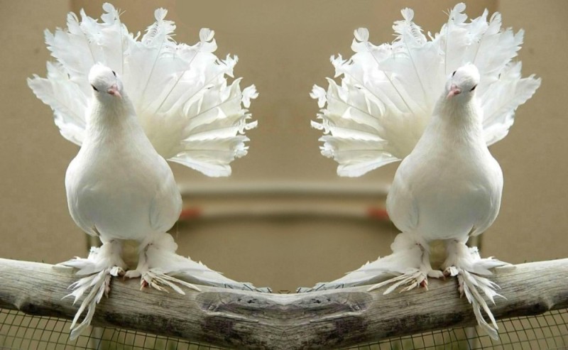 Create meme: pure white peacock pigeon, peacock pigeon, peacock pigeons