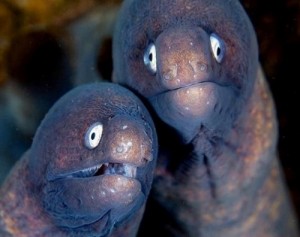 Create meme: moray eel, fish or amphibians, Moray