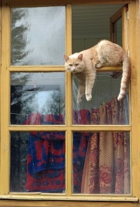 Create meme: the cat is, high Windows, window
