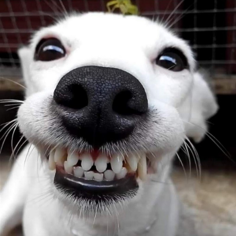 Создать мем: собака с зубами, собака улыбается с зубами мем, смеющаяся собака