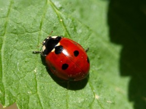 Create meme: the types of ladybugs, ladybug