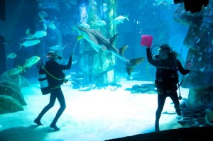 Create meme: the coex aquarium, dubai aquarium, dubai aquarium underwater zoo
