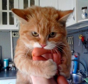 Создать мем: кот, коты и сосиски, смешной рыжий кот