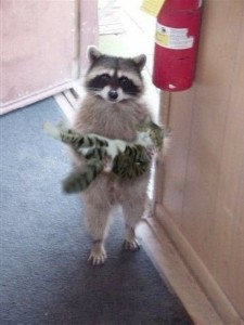 Create meme: a raccoon with a cat on hands, raccoon home, raccoons