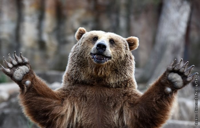 Create meme: bear waving his paw, bear , The smiling bear