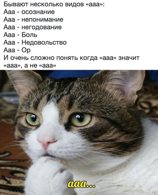 Создать мем: кот задумался, мем кот, ааа ааа ааа