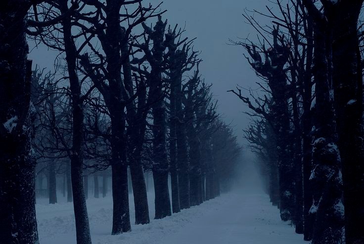 Create meme: winter landscape, forest in winter, dark forest