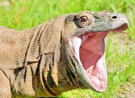 Create meme: Varan, Komodo dragon