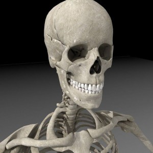 Создать мем: человеческий скелет, рассел скелет, кости головного скелета