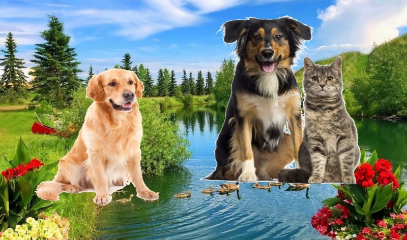 Создать мем: бездомные животные, dog cat, животные