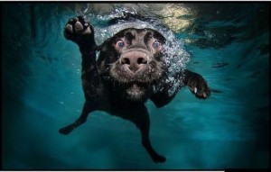 Create meme: underwater dogs, the dog in the water, dog swims