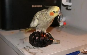 Create meme: a parrot with a grenade, Corella parrot