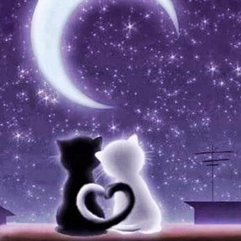 Создать мем: кошка луна, спокойной ночи для девушки, кот и луна
