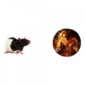 Create meme: rat, when was the year of the rat, Aries in the year of the rat