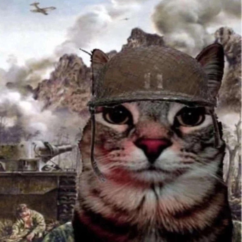 Создать мем: боевые коты, котик в военной форме, военные коты