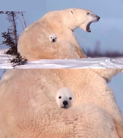 Create meme: The snow bear, polar bear funny, polar bear 