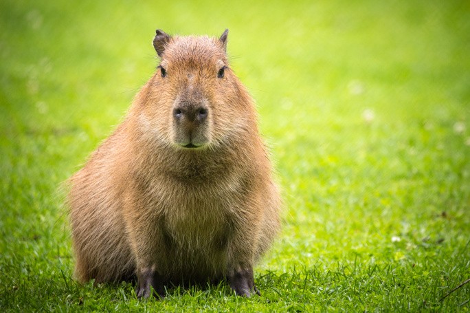 Create meme: angry capybara, capybara photos, a pet capybara