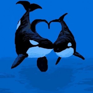 Создать мем: дельфин касатка, косатка рисунок, косатка orcinus orca