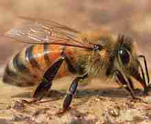 Create meme: bees, bee wasp hornet, bee wasp bumblebee hornet gadfly