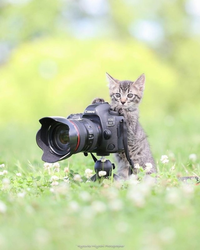 Создать мем: фон кот с фотоаппаратом, котик с фотоаппаратом, кошка с фотоаппаратом
