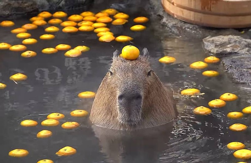 Create meme: the capybara , rodent capybara, capybara with orange