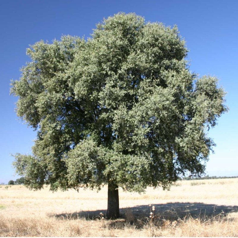 Создать мем: дерево деревья, дуб дерево, дуб каменный (quercus ilex l.)