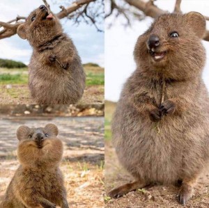 Create meme: kangaroo quokka, animal quokka