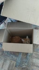 Create meme: a cat house, a box of kittens
