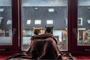 Create meme: cat at the window, window rain, outside, the rain