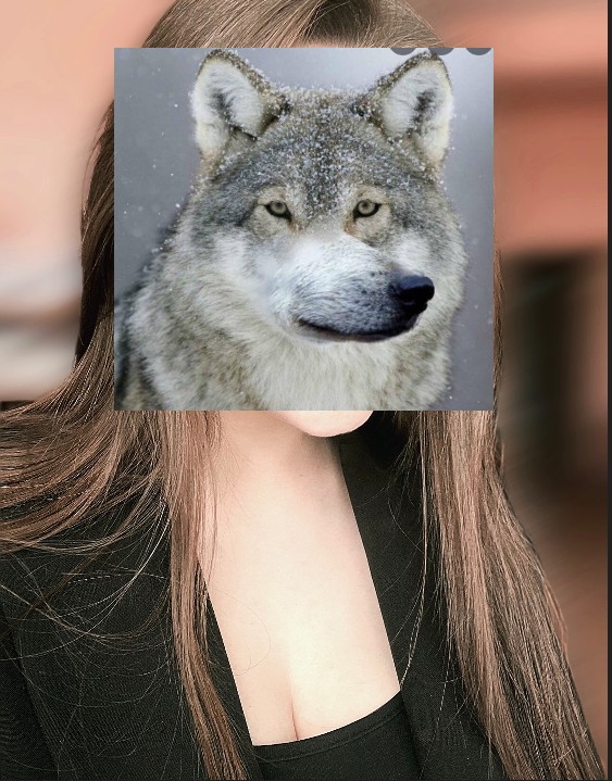 Создать мем: волк морда, волк, мемы волк