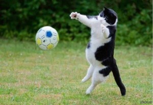 Создать мем: funny cat, футбольный песик, котик с мячиком