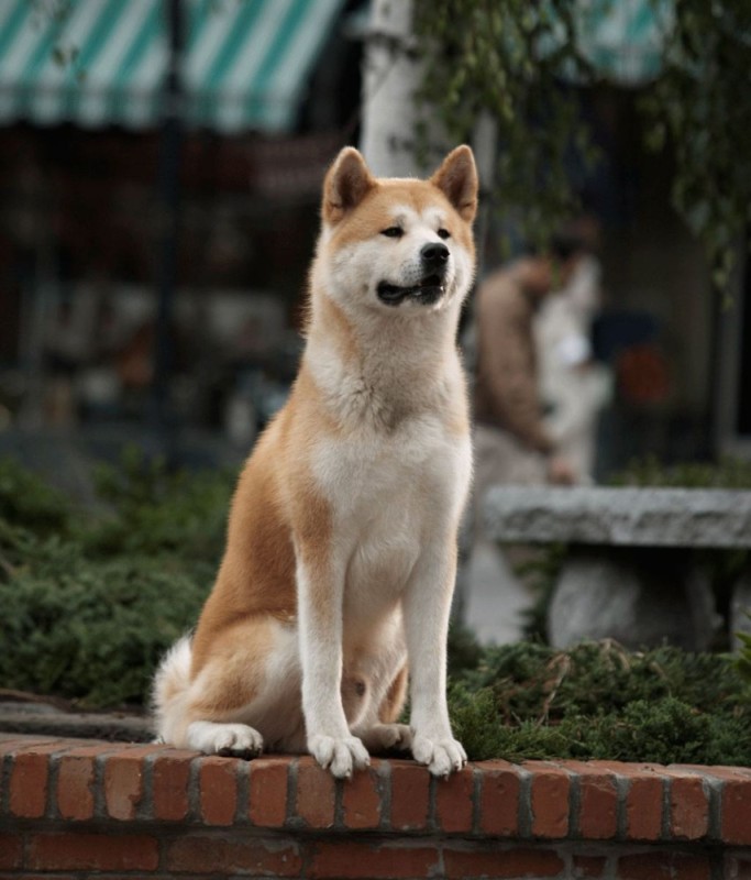 Create meme: akita inu, Hachiko Idun, waiting for Hachiko