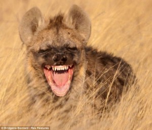 Create meme: hyena