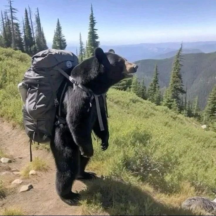 Create meme: On a hike, bear in the taiga, bear baribal