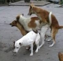 Create meme: dogs stick together when mating, dogs mating, male dog