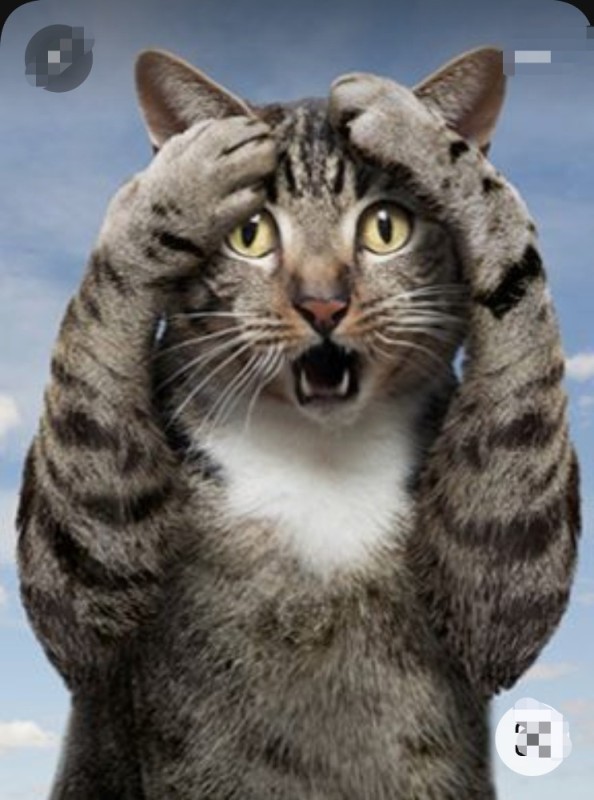 Create meme: cats , funny cats , cat in shock