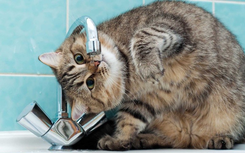 Create meme: the cat drinks water, the cat drinks water from the tap, the cat drinks water