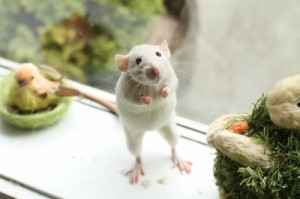 Create meme: white rat, rodents, decorative rat