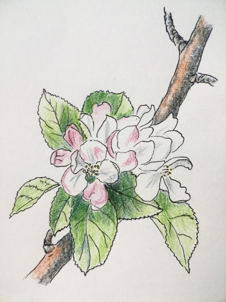 Как нарисовать ветку яблони с цветами