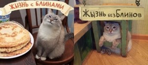 Создать мем: масленица кот обожравшийся блины, довольный кот с блинами, кот блинчик