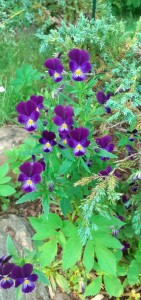 Create meme: viola cornuta Helen mount, viola cornuta, violet perennial