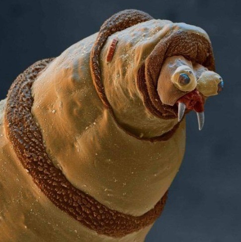 Создать мем: тихоходки под микроскопом, червь под микроскопом, земляной червь под микроскопом
