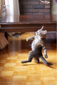 Create meme: funny cats, cat walks