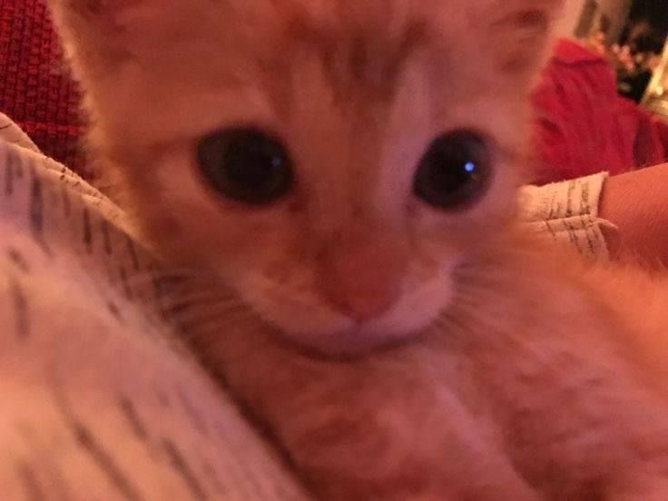 Create meme: the kitten is red, ginger kitten 1 month, cat 
